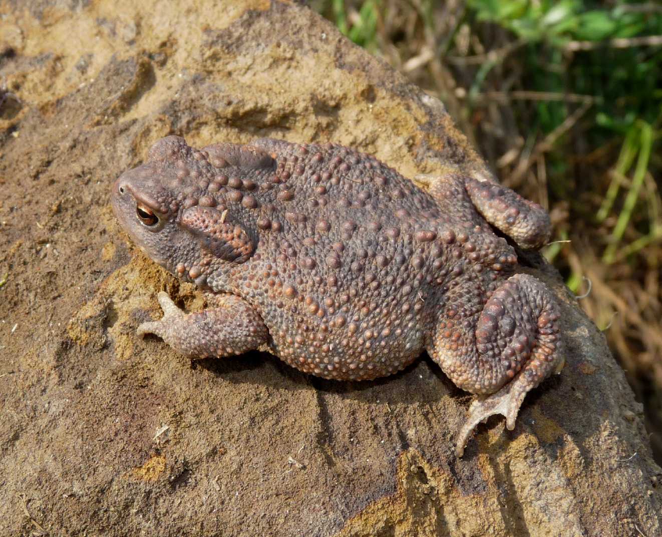 Rospo sotto una pietra - Bufo bufo